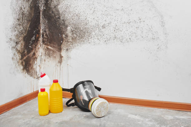 Best Residential Mold Remediation in Dyersville, IA