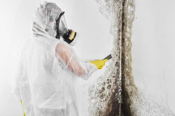 Best Attic Mold Remediation in Dyersville, IA
