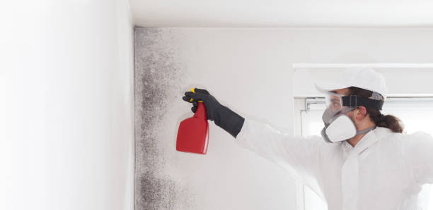 Best Health and Safety Mold Remediation in Dyersville, IA