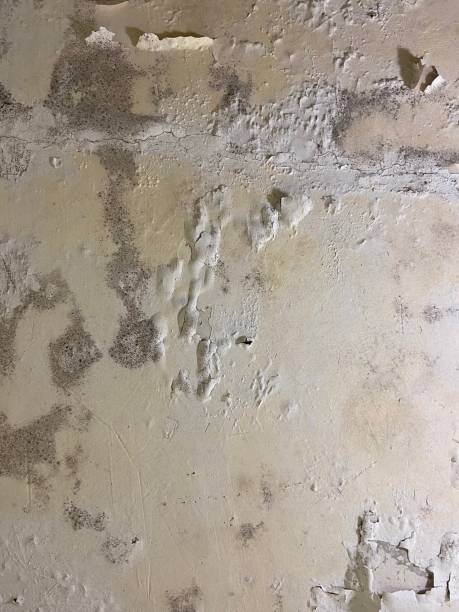 Best Residential Mold Remediation in Dyersville, IA